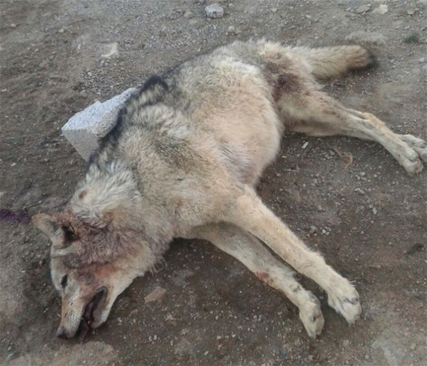 Köye İnen Kurdu Kangal Köpekleri Boğdu