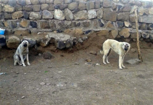 Köye İnen Kurdu Kangal Köpekleri Boğdu
