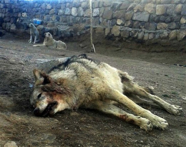Köye İnen Kurdu Kangal Köpekleri Boğdu
