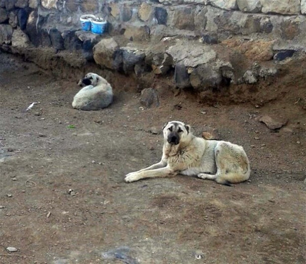 Köye İnen Kurdu Kangal Köpekleri Boğdu