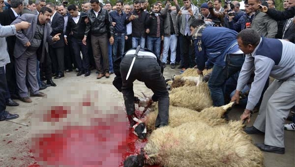 Şanlıurfa'da Sedat Bucak izdihamı
