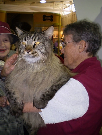 Kedi mi kaplan mı belli değil!