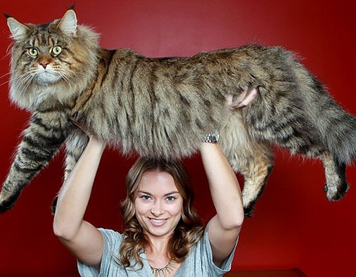 Kedi mi kaplan mı belli değil!