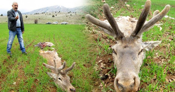 Kızıl geyikleri vurup etlerini aldılar!
