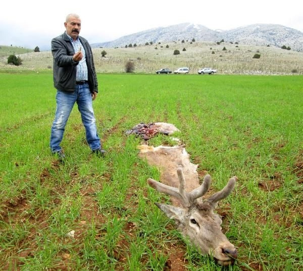 Kızıl geyikleri vurup etlerini aldılar!