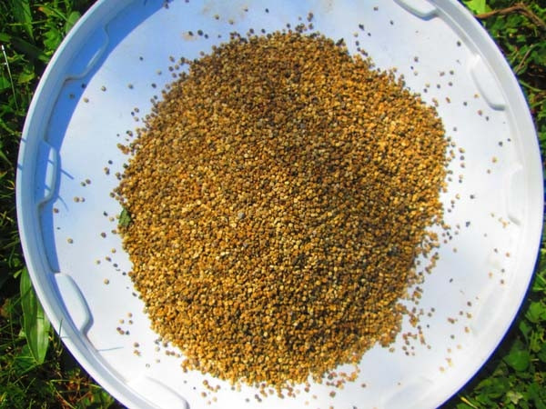 Kinoanın faydaları saymakla bitmiyor