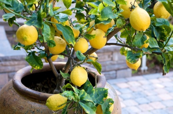 Limon kabuğunun bilinmeyen faydaları