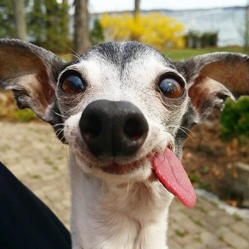 Dünyanın en şapşik köpeği Zappa
