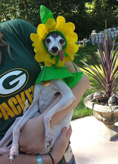 Dünyanın en şapşik köpeği Zappa