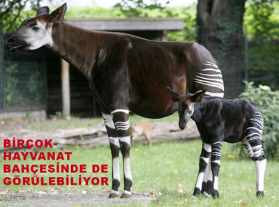 Okapi doğada ilk kez görüntülendi