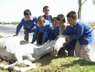 Yaralı atı ölüme terkettiler