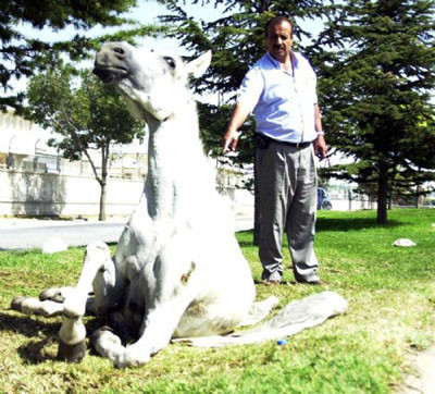 Yaralı atı ölüme terkettiler