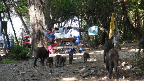 Piknik alanlarında davetsiz misafirler