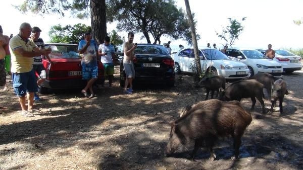 Piknik alanlarında davetsiz misafirler
