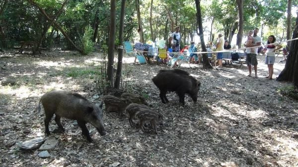 Piknik alanlarında davetsiz misafirler