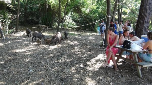 Piknik alanlarında davetsiz misafirler
