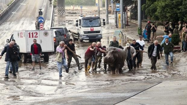 Gürcistan'ı vahşi hayvanlar bastı