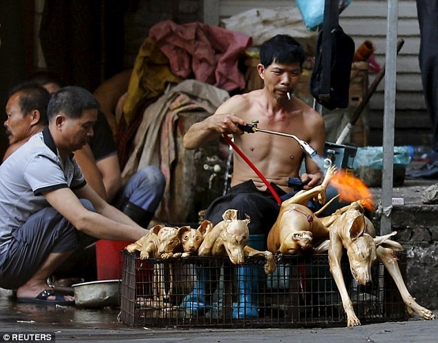 Onbinlerce köpeği yediler