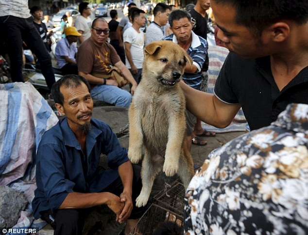 Onbinlerce köpeği yediler
