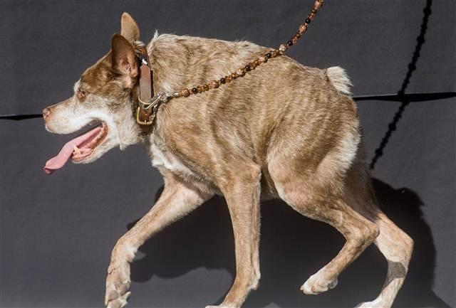 Bu yılın 'en çirkin köpeği' Quasi Modo