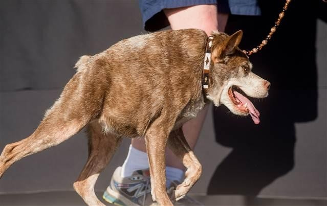 Bu yılın 'en çirkin köpeği' Quasi Modo