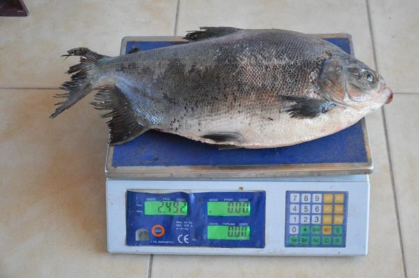 İznik Gölünde 2.5 kilo ağırlığında pirana avlandı