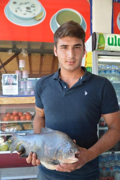 İznik Gölünde 2.5 kilo ağırlığında pirana avlandı