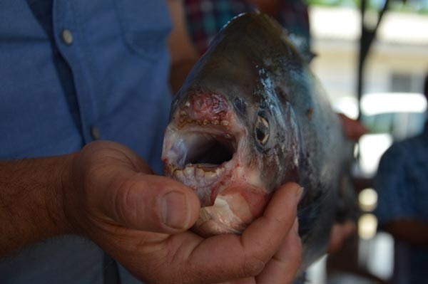 İznik Gölünde 2.5 kilo ağırlığında pirana avlandı