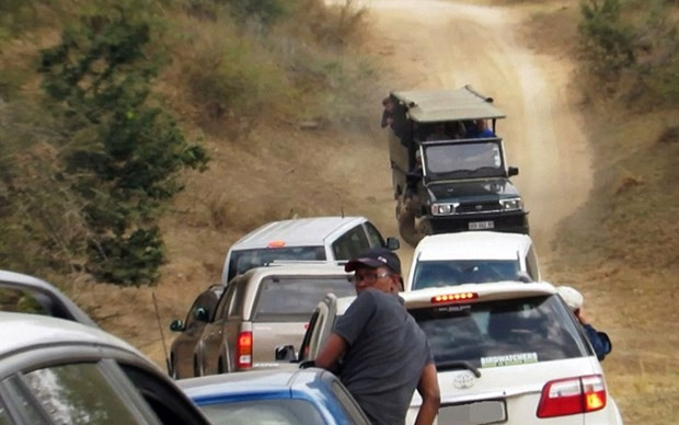Saldırgan leoparı arabayla ezdiler