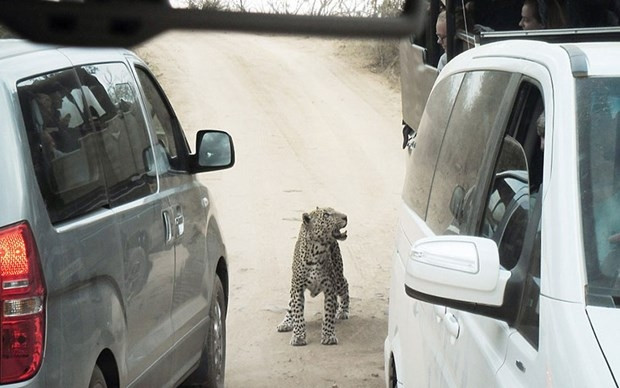 Saldırgan leoparı arabayla ezdiler