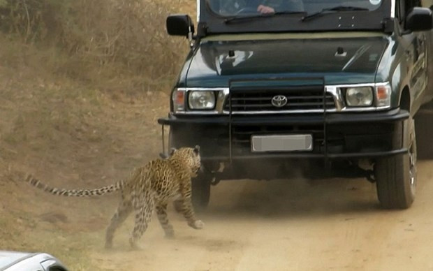 Saldırgan leoparı arabayla ezdiler