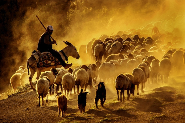 Teksas değil Bitlis