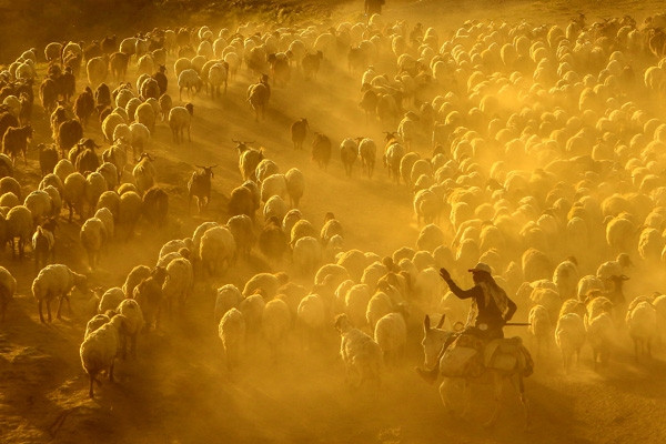 Teksas değil Bitlis