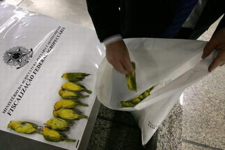 Bavuldan 200 tane kanarya çıktı !