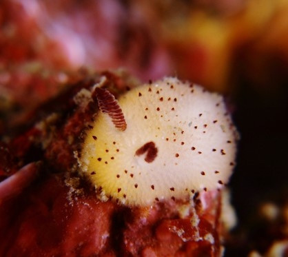 Japon deniz salyangozu