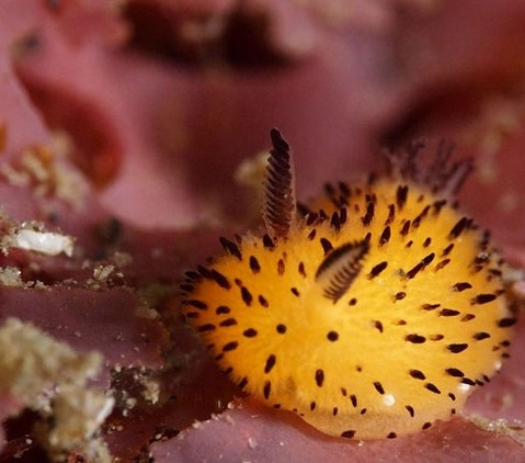 Japon deniz salyangozu