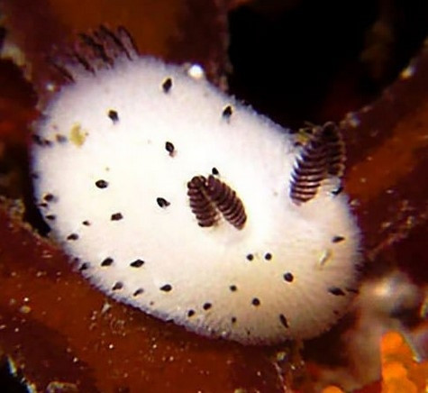 Japon deniz salyangozu