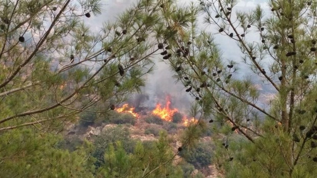 Mersin'de orman yangını