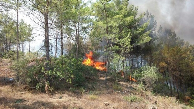 Mersin'de orman yangını