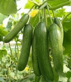 Salatalığın faydaları saymakla bitmez