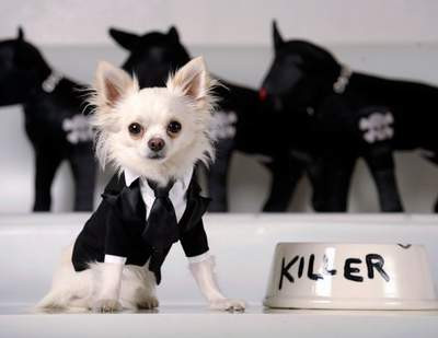 Köpek oldukları unutulunca