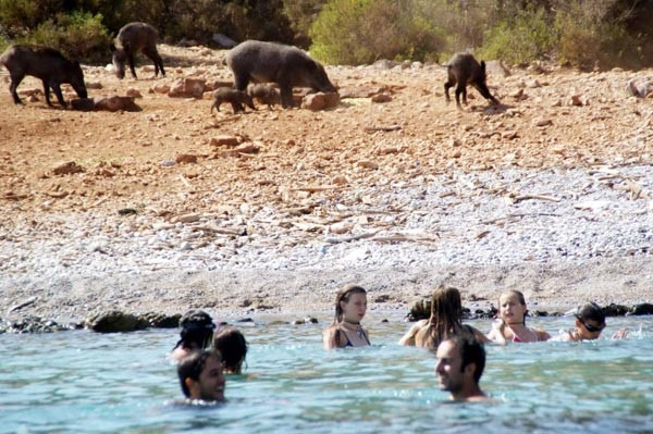 Turistler domuzlarla yüzdü