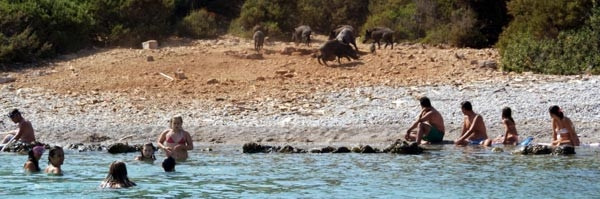 Turistler domuzlarla yüzdü