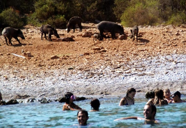 Turistler domuzlarla yüzdü