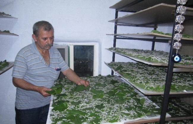 Evlerinde böcek yetiştirerek 5 bin lira kazandılar