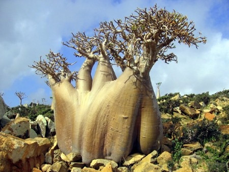 Yeryüzünün gizemli adası