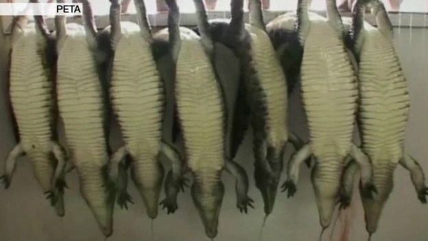 Moda devleri Avustralya'da timsah çiftlikleri alıyor