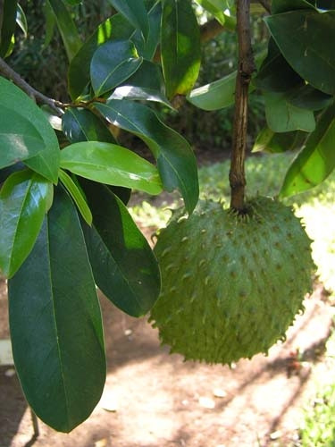 Guanabana meyvesi kanser hastalarına umut oldu