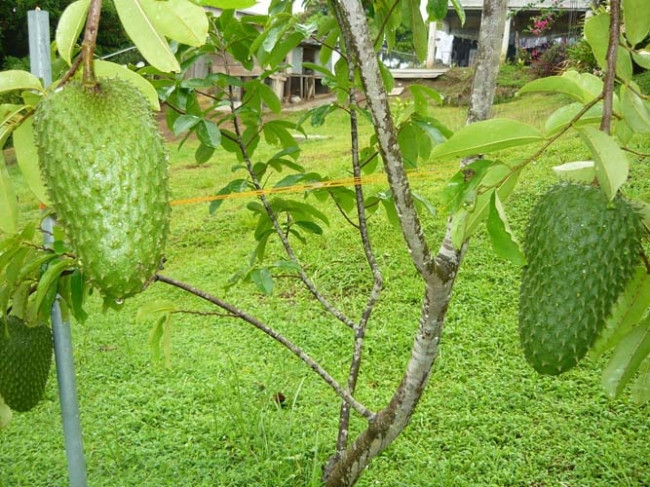 Guanabana cancer