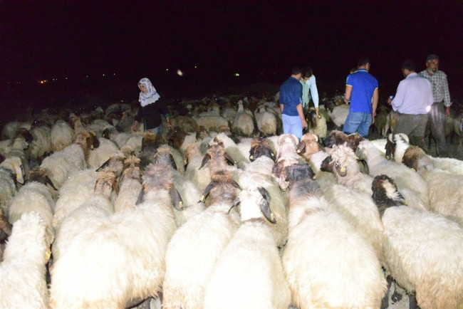 Zehirli yem verilen 300 koyun telef oldu